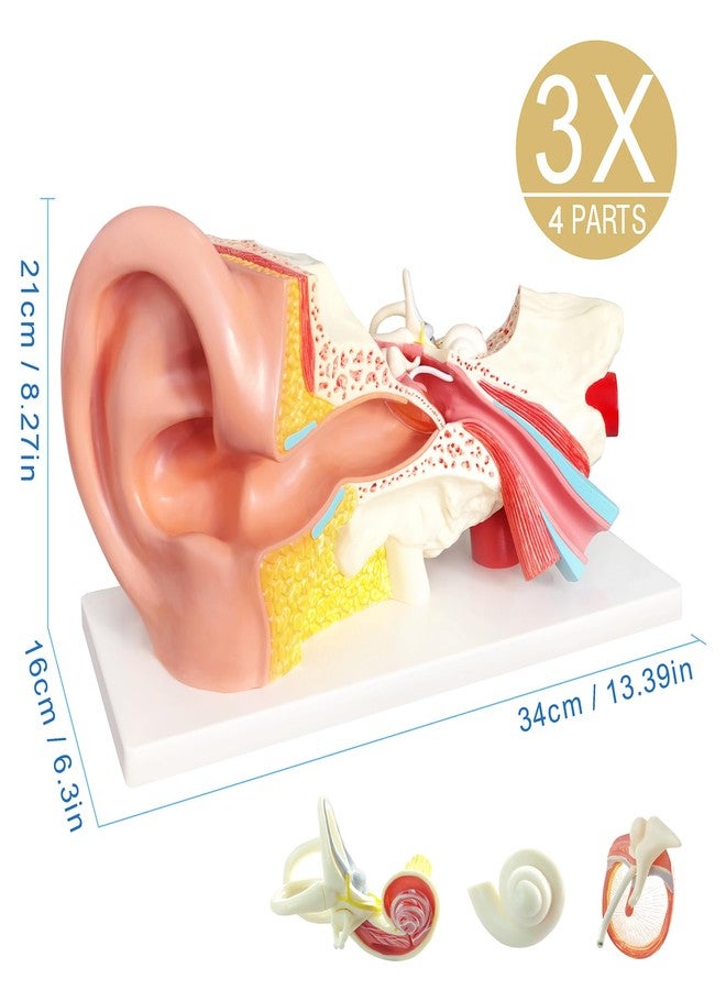 EVOTECH SCIENTIFIC Human Ear Model Anatomy, 4 Parts 3X Enlarged Anatomical Model of Ear Display Outer, Middle, Inner Ear Model for Medical Anatomy and Physiology Study Teaching with Base - Image 2